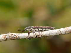 Rhinotia sparsa