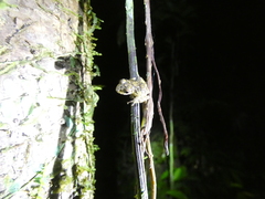 Pristimantis diadematus