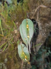 Lepanthes mucronata
