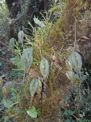 Lepanthes mucronata