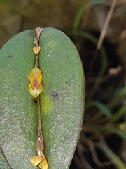 Lepanthes mucronata