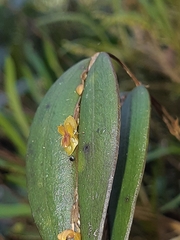 Lepanthes mucronata