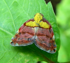 Ricanula trimaculata