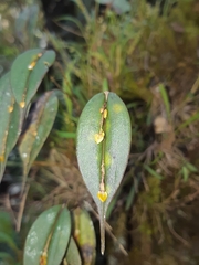 Lepanthes mucronata