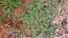 Fumaria parviflora