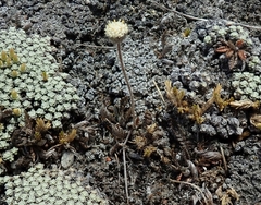 Leptinella conjuncta