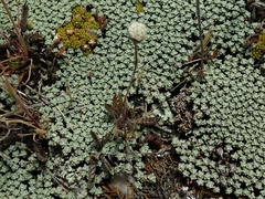 Leptinella conjuncta