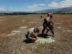Leptinella conjuncta