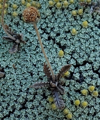 Leptinella conjuncta