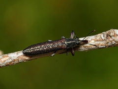 Rhinotia sparsa