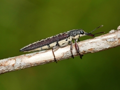 Rhinotia sparsa