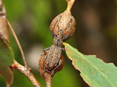 Prypnini