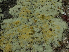 Leptinella conjuncta