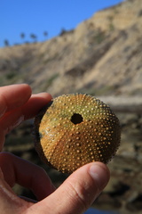 Strongylocentrotus purpuratus