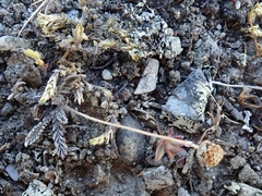 Leptinella conjuncta