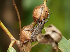 Prypnini