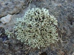Xanthoparmelia molliuscula