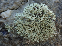 Xanthoparmelia molliuscula