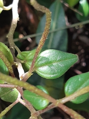 Peperomia galioides