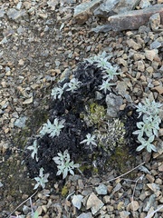 Phacelia corymbosa