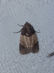 Hampsonodes naevia