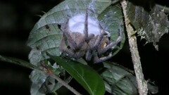 Phoneutria boliviensis