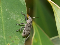 Prypnini