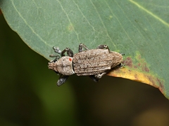 Prypnini