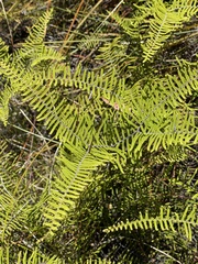 Gleichenia