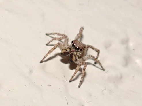 Asiatic Wall Jumping Spider photo 5