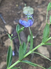 Rotheca hirsuta