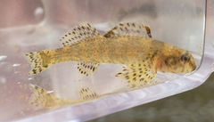 Etheostoma histrio