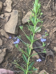 Rotheca hirsuta
