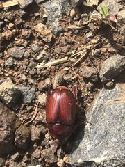 Heteronychus arator
