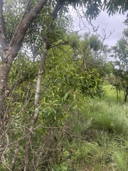 Heteropyxis natalensis