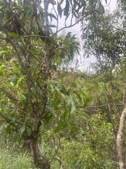 Heteropyxis natalensis