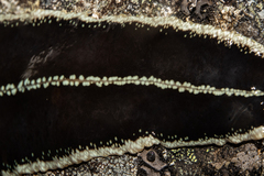 Australopacifica