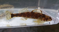 Etheostoma histrio