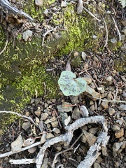 Cardamine californica