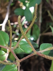Peperomia galioides