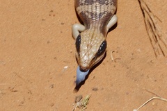 Tiliqua occipitalis