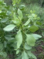 Senecio microglossus