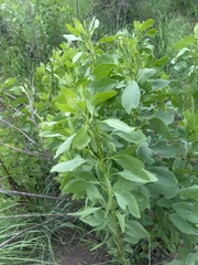 Senecio microglossus