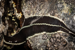 Australopacifica