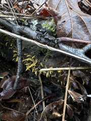Calocera cornea