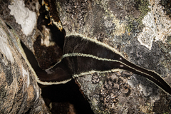 Australopacifica