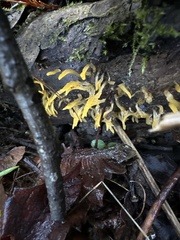 Calocera cornea