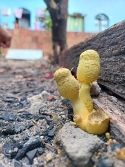 Leucocoprinus birnbaumii
