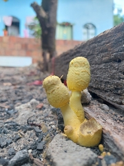 Leucocoprinus birnbaumii