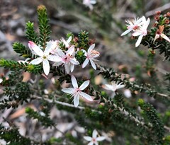 Calytrix alpestris